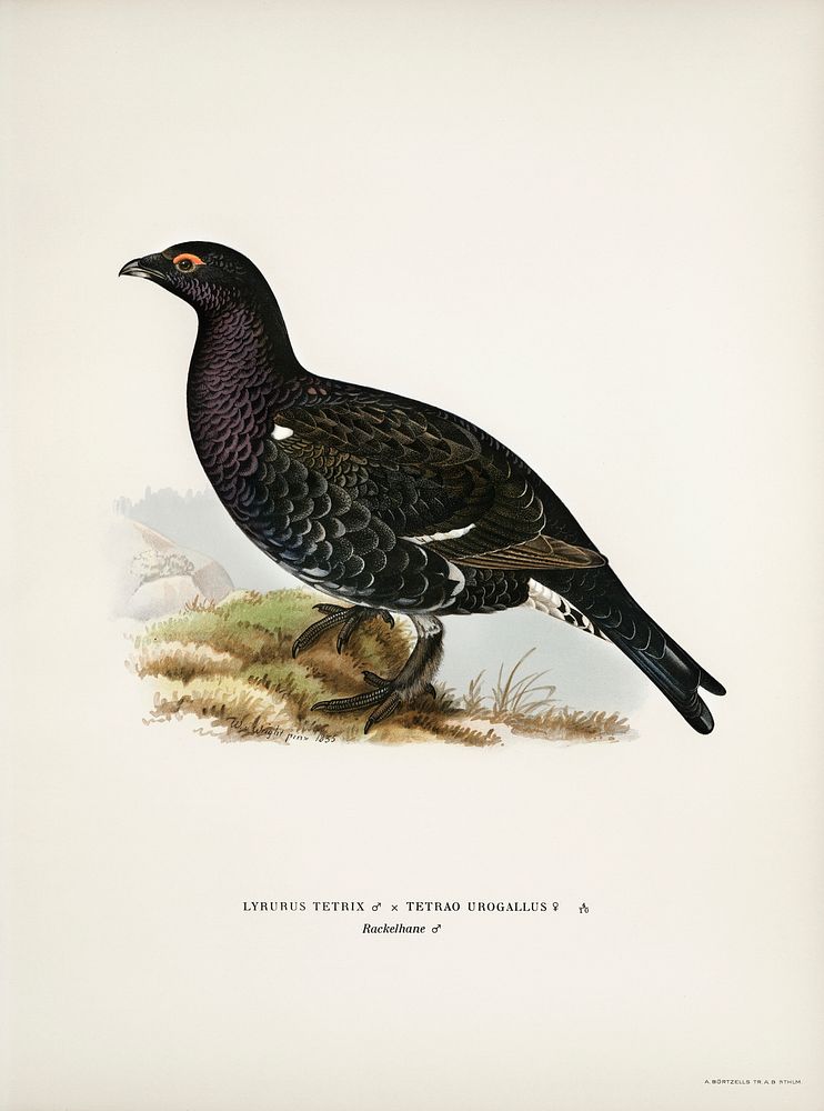 Hybrid between black grouse and western capercaillie (Lyrurus tetrix ♂ x Tetrao urogallus ♀) illustrated by the von Wright…