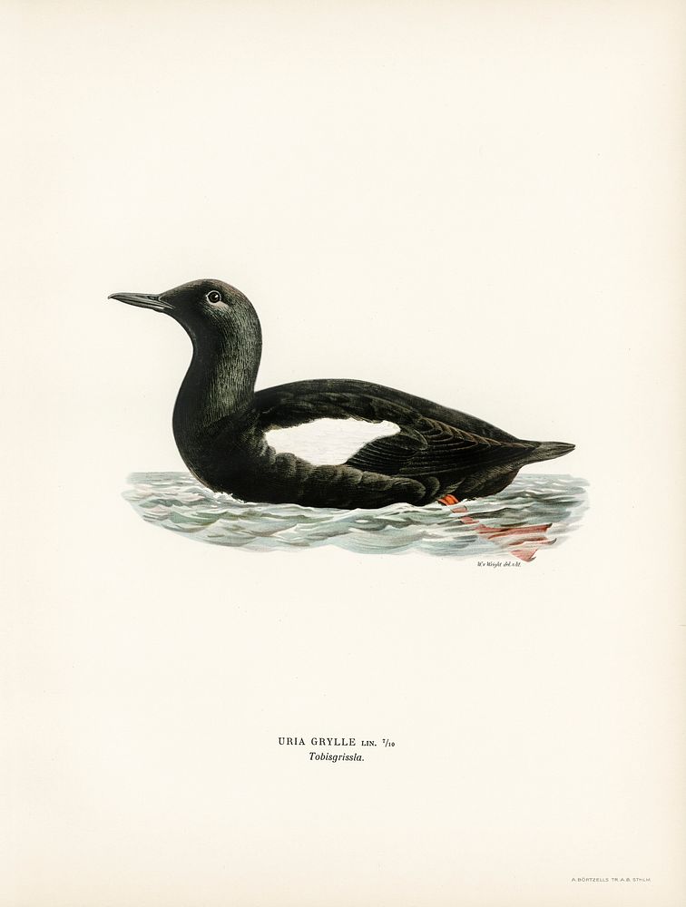 Black guillemot (Uria Grylle) illustrated by the von Wright brothers. Digitally enhanced from our own 1929 folio version of…