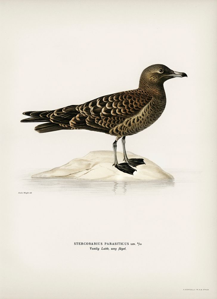 Parasitic jaeger (Stercorarius parasiticus) illustrated by the von Wright brothers. Digitally enhanced from our own 1929…