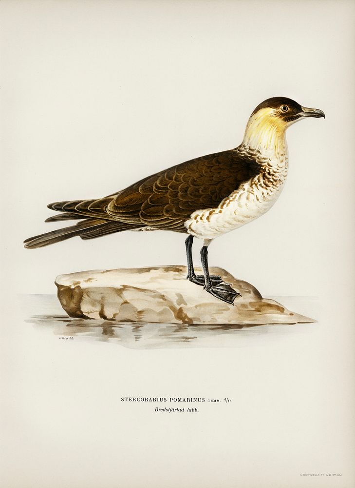Pomarine jaeger (Stercorarius pomarinus) illustrated by the von Wright brothers. Digitally enhanced from our own 1929 folio…