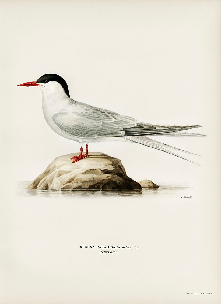 Arctic tern (Sterna paradisaea) illustrated by the von Wright brothers. Digitally enhanced from our own 1929 folio version…