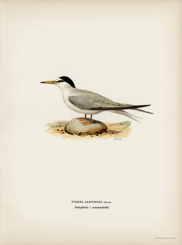Little tern (Sterna albifrons) illustrated by the von Wright brothers. Digitally enhanced from our own 1929 folio version of…