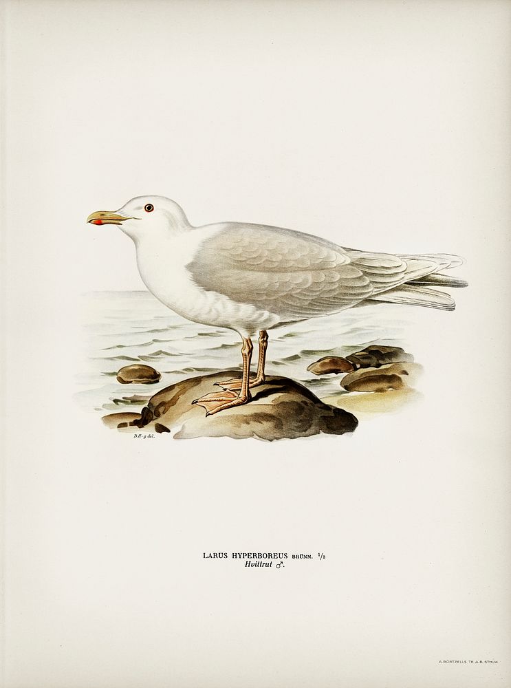 Glaucous gull ♂ (Larus hyperboreus) illustrated by the von Wright brothers. Digitally enhanced from our own 1929 folio…