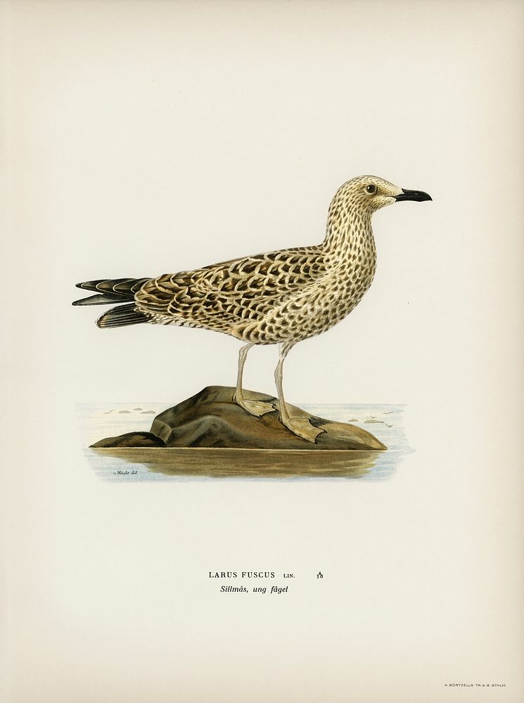 Leser black-backed gull (Larus fuscus) illustrated by the von Wright brothers. Digitally enhanced from our own 1929 folio…