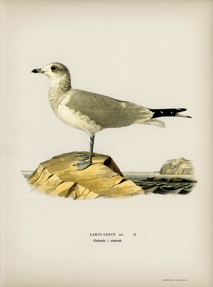 Common gull (Larus canus) illustrated by the von Wright brothers. Digitally enhanced from our own 1929 folio version of…