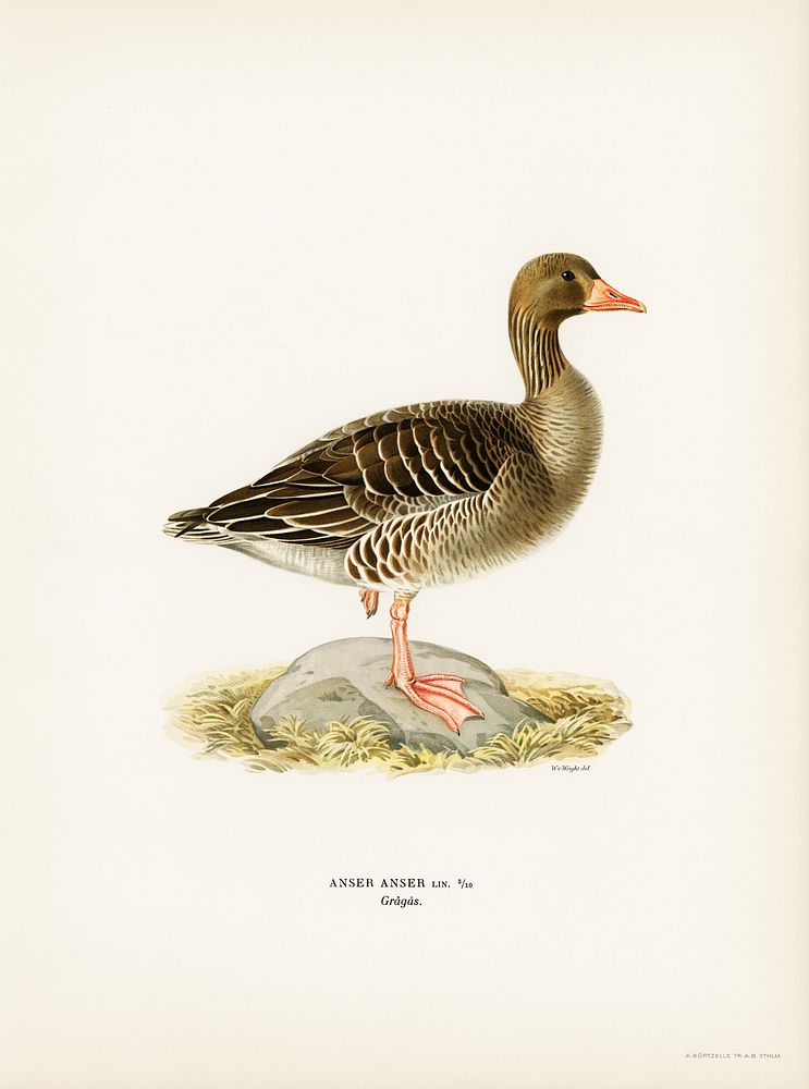 Greylag Goose (Anser anser) illustrated by the von Wright brothers. Digitally enhanced from our own 1929 folio version of…