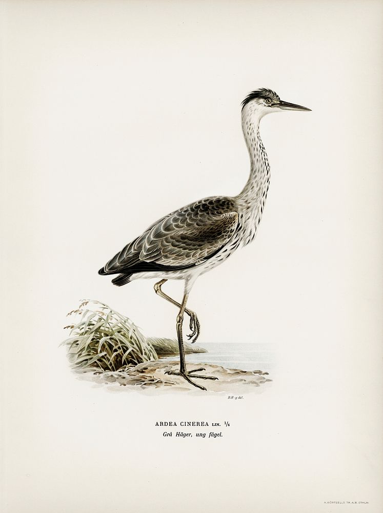 Gray heron (Ardea cinerea) illustrated by the von Wright brothers. Digitally enhanced from our own 1929 folio version of…