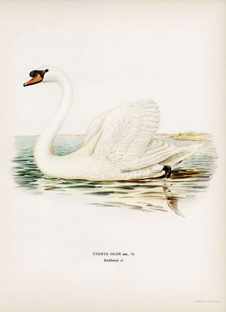 Mute Swan male (Cygnus olor) illustrated by the von Wright brothers. Digitally enhanced from our own 1929 folio version of…