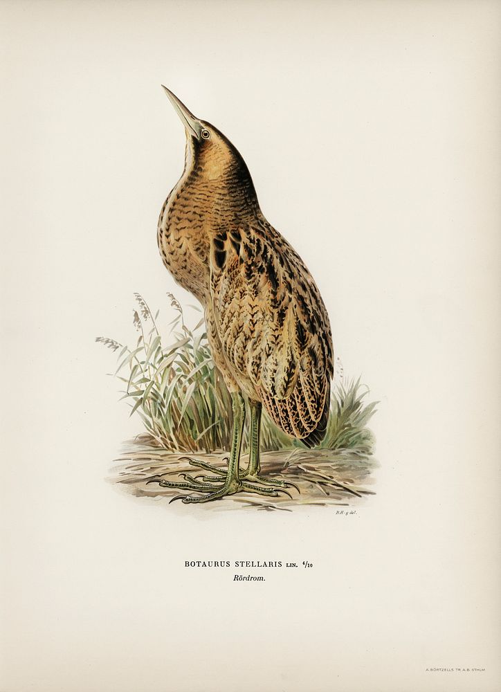 Bittern (Botaurus stellaris) illustrated by the von Wright brothers. Digitally enhanced from our own 1929 folio version of…
