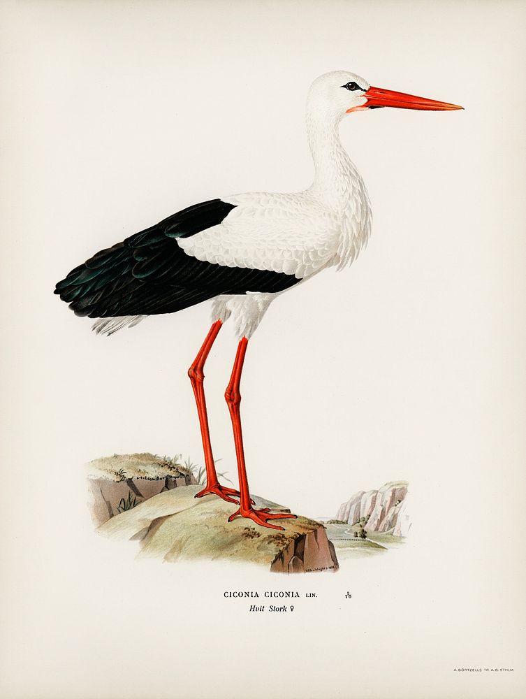 White stork ♀ (Ciconia ciconia) illustrated by the von Wright brothers. Digitally enhanced from our own 1929 folio version…