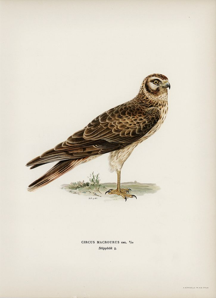 Pale Harrier, Pallid Harrier female (Circus macrourus) illustrated by the von Wright brothers. Digitally enhanced from our…