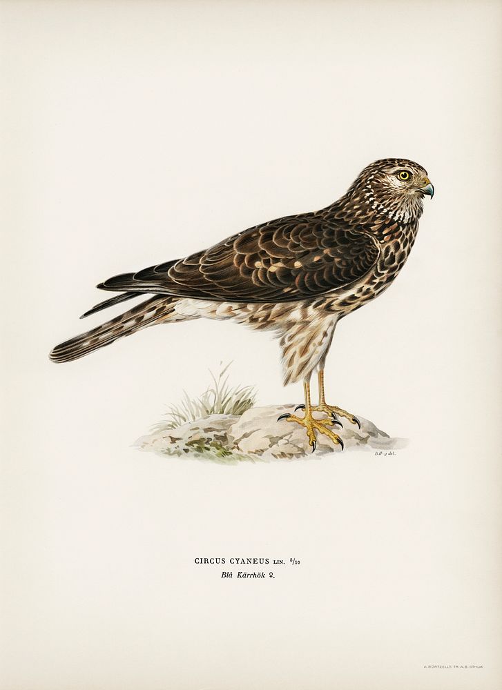 Hen Harrier female (Circus cyaneus) illustrated by the von Wright brothers. Digitally enhanced from our own 1929 folio…