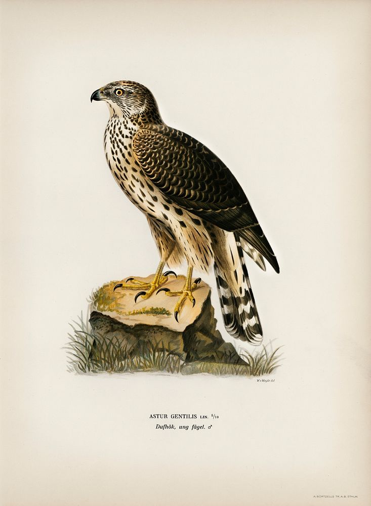 Goshawk (Accipiter gentilis) illustrated by the von Wright brothers. Digitally enhanced from our own 1929 folio version of…