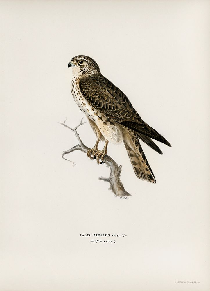 Merlin female (Falco aesalon) illustrated by the von Wright brothers. Digitally enhanced from our own 1929 folio version of…