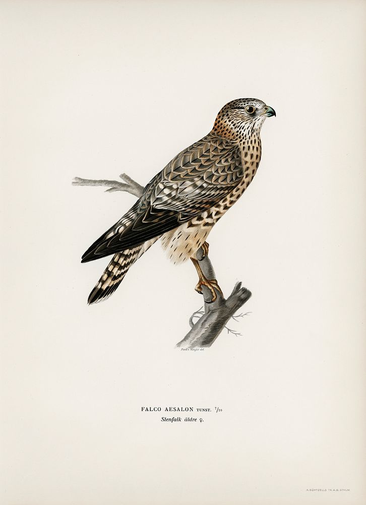 Merlin female (Falco aesalon) illustrated by the von Wright brothers. Digitally enhanced from our own 1929 folio version of…
