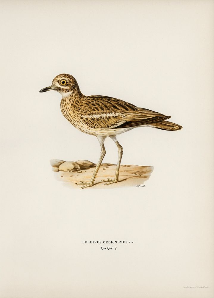 Eurasian stone curlew (burhinus oedicnemus) illustrated by the von Wright brothers. Digitally enhanced from our own 1929…