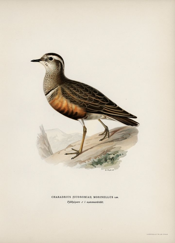 Eurasian dotterel ♂ (Charadrius (eudromias) morinellus) illustrated by the von Wright brothers. Digitally enhanced from our…