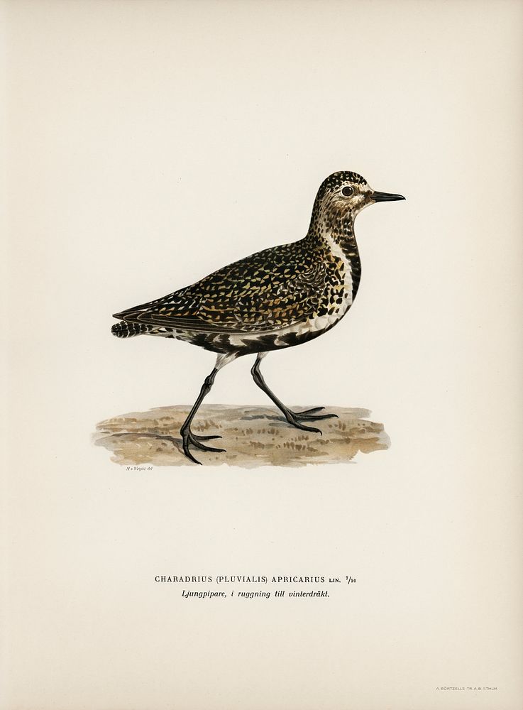 European Golden-Plover (Charadrius pluvialis apricarius) illustrated by the von Wright brothers. Digitally enhanced from our…