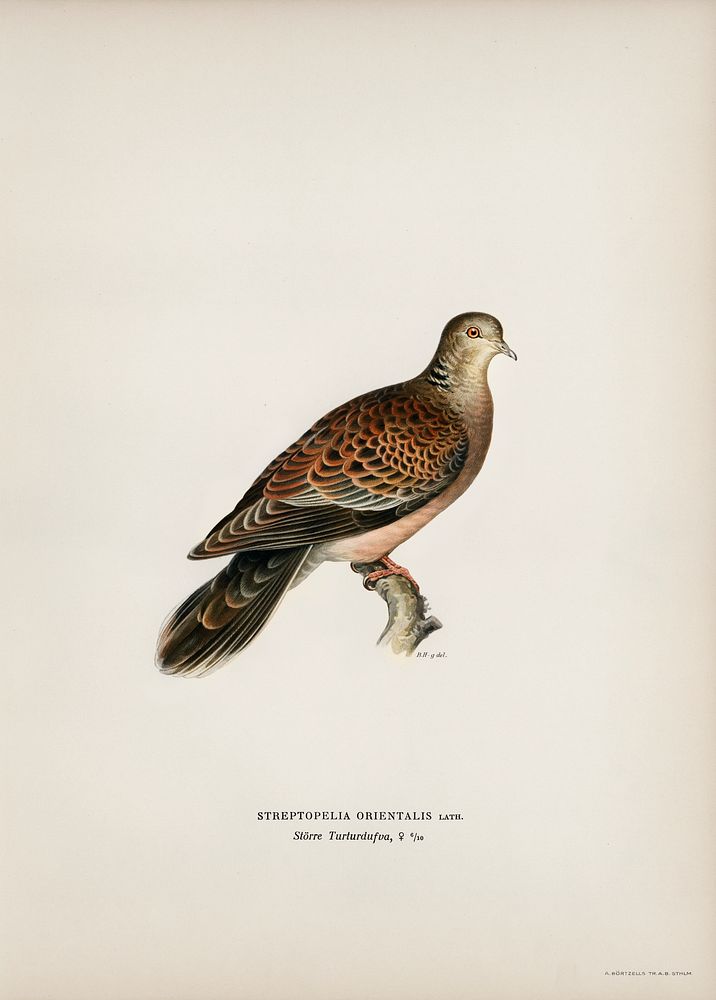 Oriental turtle dove ♀ (Streptopelia orientalis) illustrated by the von Wright brothers. Digitally enhanced from our own…