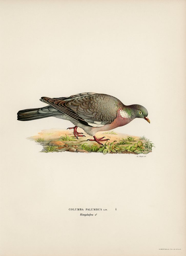 Common wood pigeon ♂ (Columba palumbus) illustrated by the von Wright brothers. Digitally enhanced from our own 1929 folio…