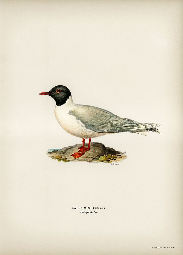 Little gull (Larus minutus) illustrated by the von Wright brothers. Digitally enhanced from our own 1929 folio version of…