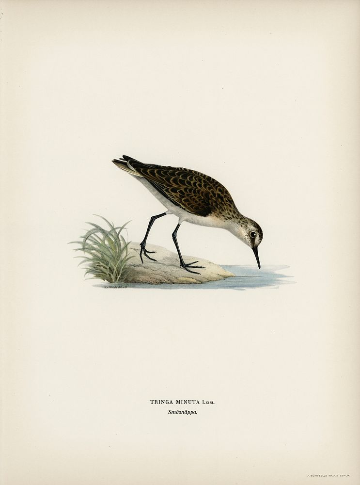 Little stint (tringa minuta) illustrated by the von Wright brothers. Digitally enhanced from our own 1929 folio version of…