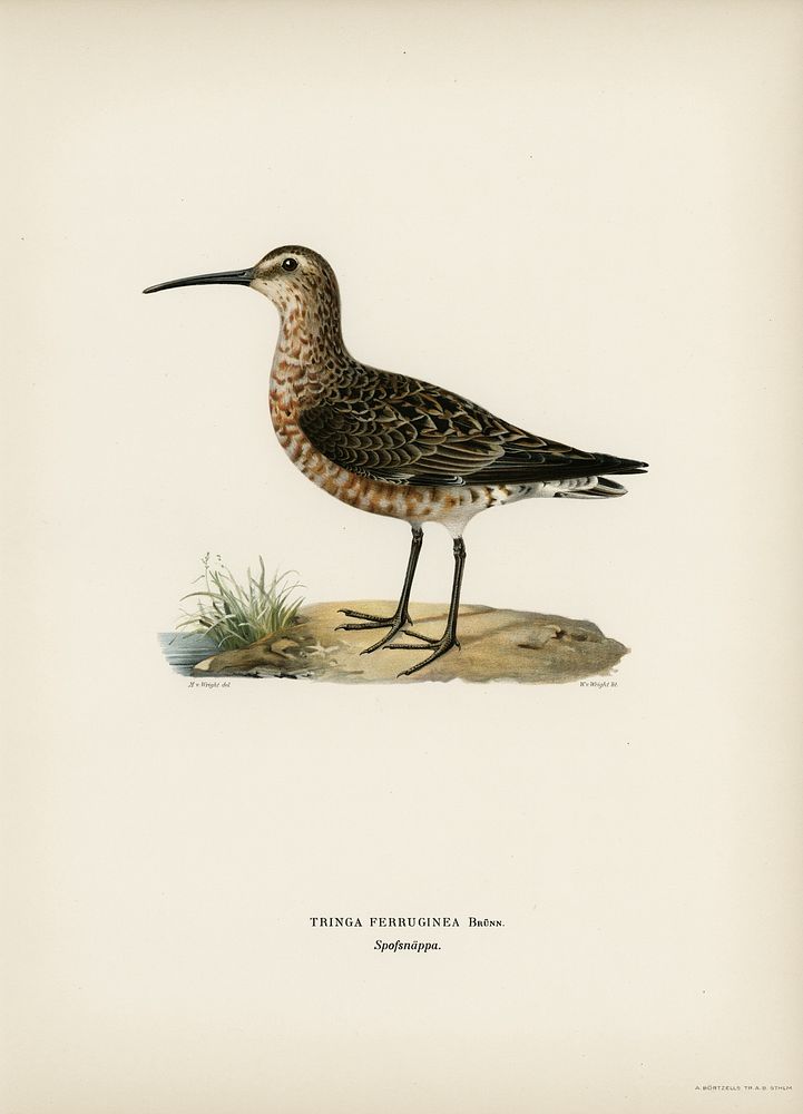 Curlew Sandpiper (Tringa ferruginea) illustrated by the von Wright brothers. Digitally enhanced from our own 1929 folio…