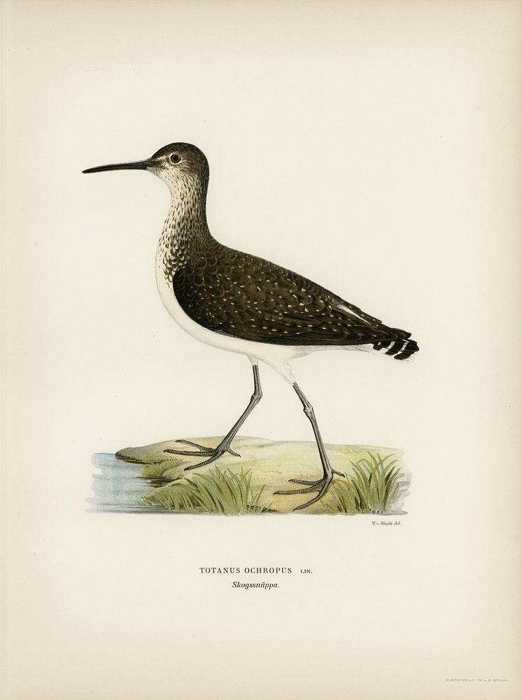 Green Sandpiper (Totanus ochropus) illustrated by the von Wright brothers. Digitally enhanced from our own 1929 folio…