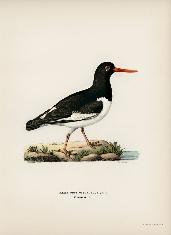 Eurasian oystercatcher ♀ (Haematopus ostralegus) illustrated by the von Wright brothers. Digitally enhanced from our own…