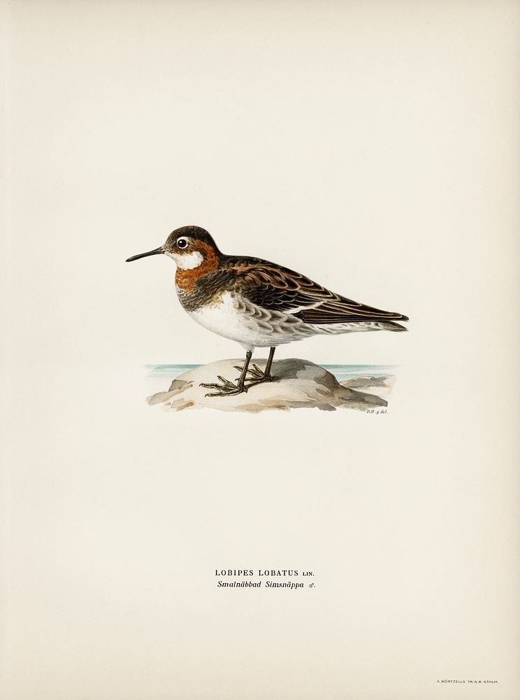 Red-necked Phalarope (lobipes lobatus) illustrated by the von Wright brothers. Digitally enhanced from our own 1929 folio…