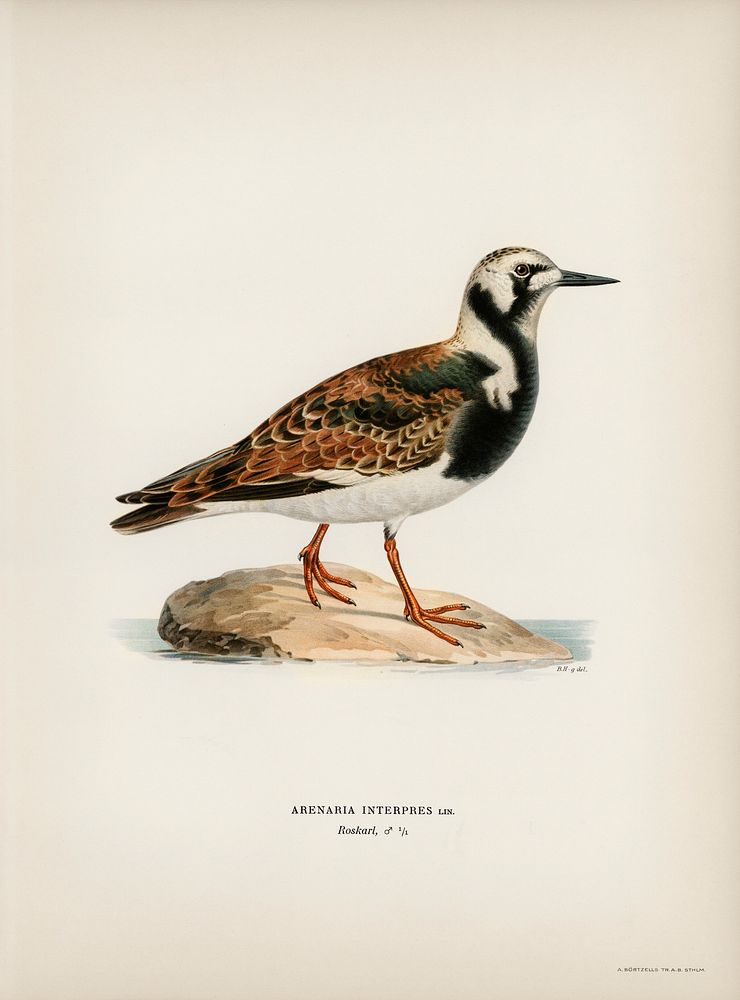 Ruddy turnstone (arenaria interpres ) illustrated by the von Wright brothers. Digitally enhanced from our own 1929 folio…