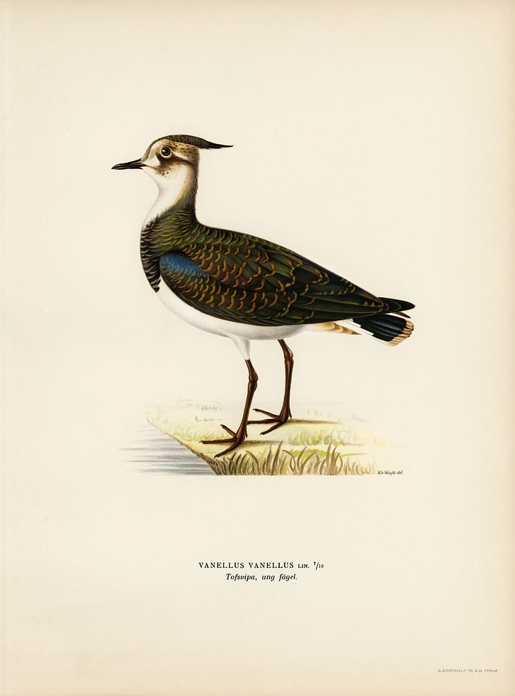 Nortnern lapwing (vanellus vanellus) illustrated by the von Wright brothers. Digitally enhanced from our own 1929 folio…