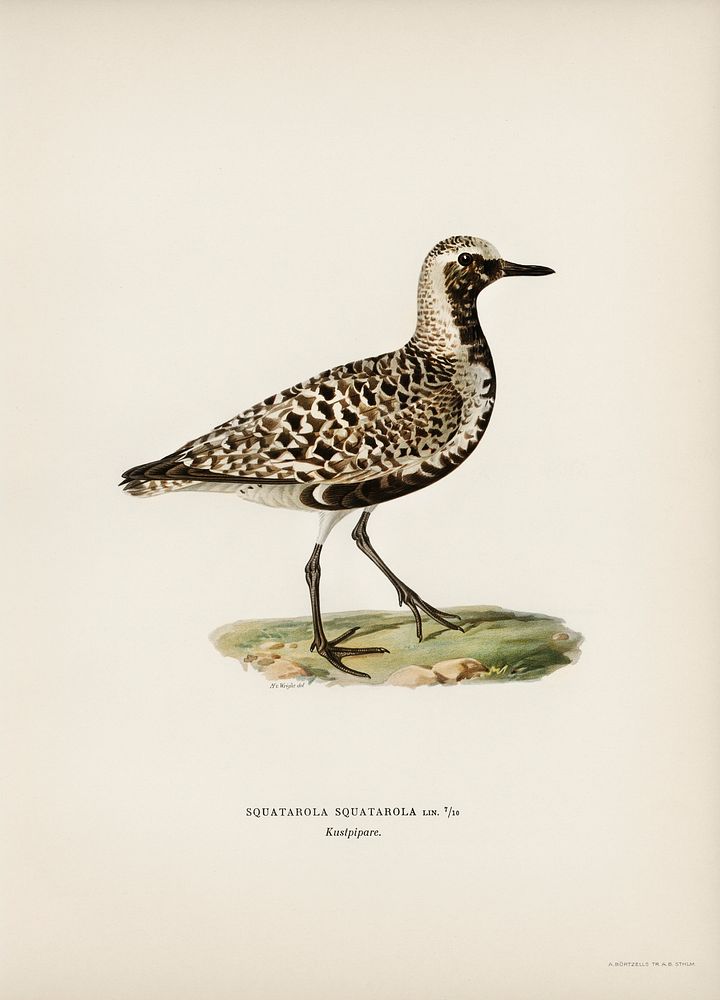 Grey plover (Squatarola squatarola) illustrated by the von Wright brothers. Digitally enhanced from our own 1929 folio…