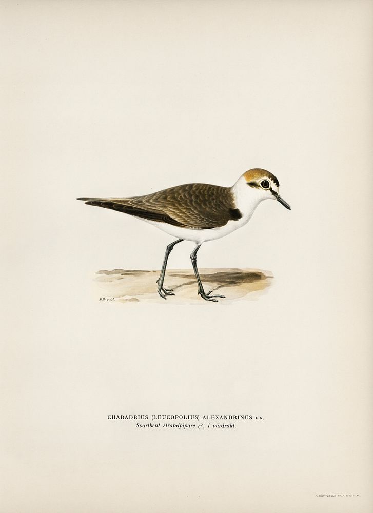 Kentish Plover (charadrius alexandrinus ♂) illustrated by the von Wright brothers. Digitally enhanced from our own 1929…