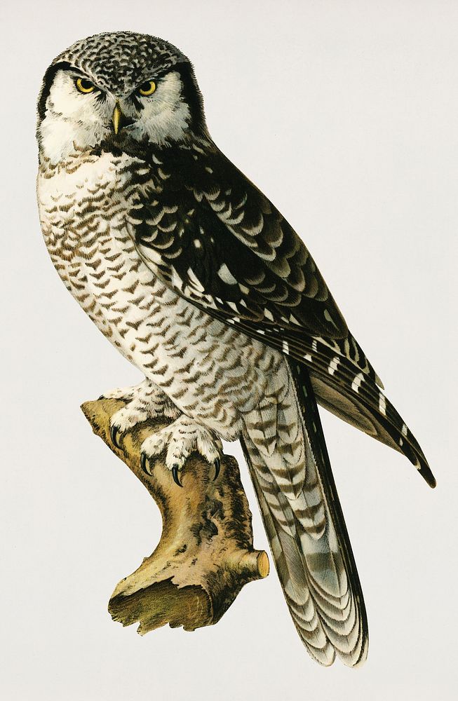 Northern hawk-owl (SURNIA ULULA) illustrated by the von Wright brothers. Digitally enhanced from our own 1929 folio version…