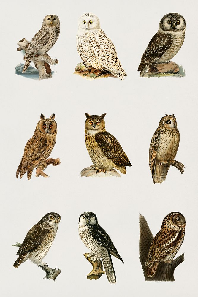 Vintage birds and owls psd hand drawn collection