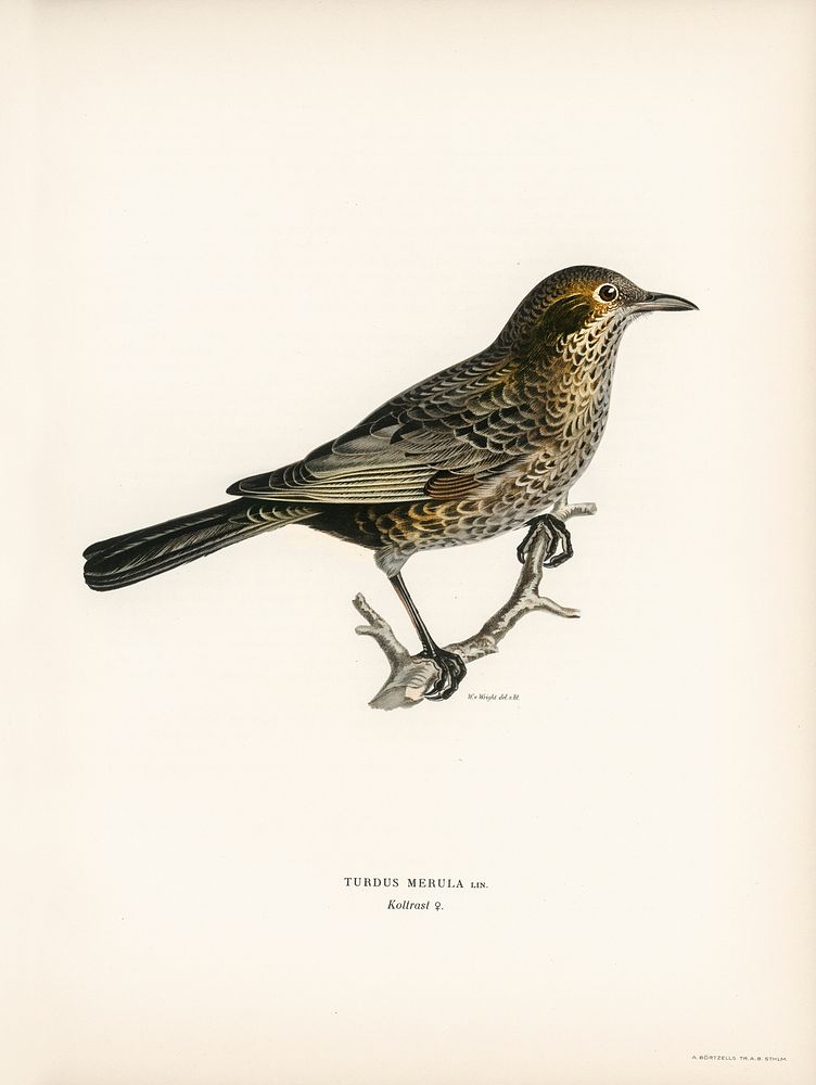 Blackbird ♀ (Turdus merula) illustrated by the von Wright brothers. Digitally enhanced from our own 1929 folio version of…