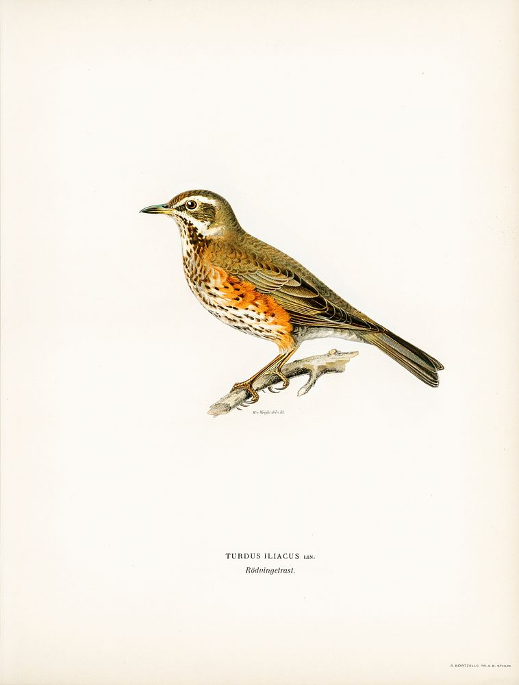 Redwing (Turdus iliacus) illustrated by the von Wright brothers. Digitally enhanced from our own 1929 folio version of…