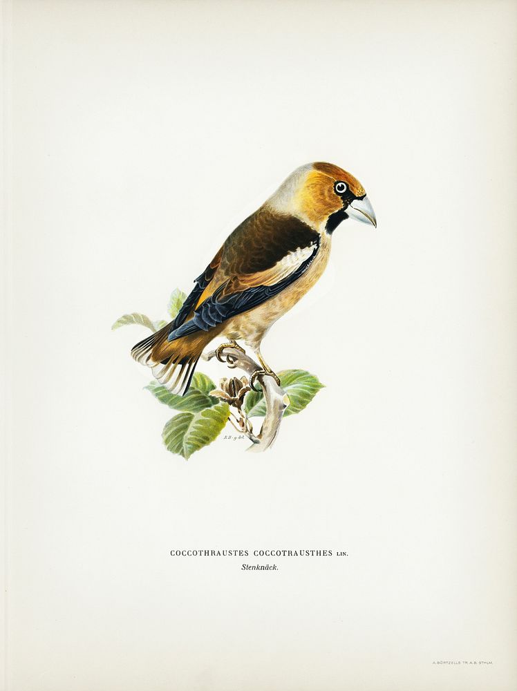 Hawfinch (Coccothraustes coccothraustes) illustrated by the von Wright brothers. Digitally enhanced from our own 1929 folio…