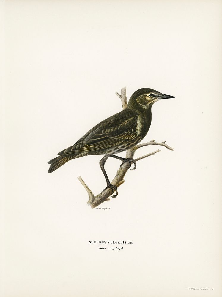 Starling (Sturnus vulgaris) illustrated by the von Wright brothers. Digitally enhanced from our own 1929 folio version of…