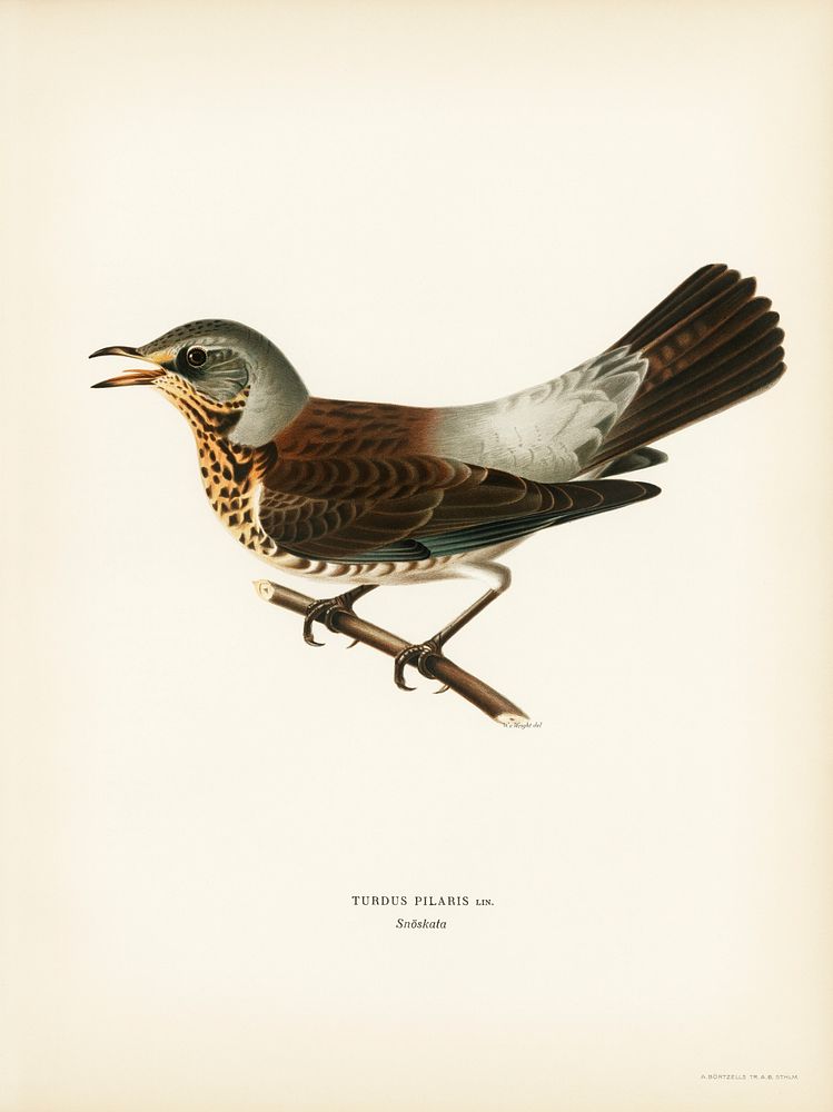 Fieldfare (Turdus pilaris) illustrated by the von Wright brothers. Digitally enhanced from our own 1929 folio version of…