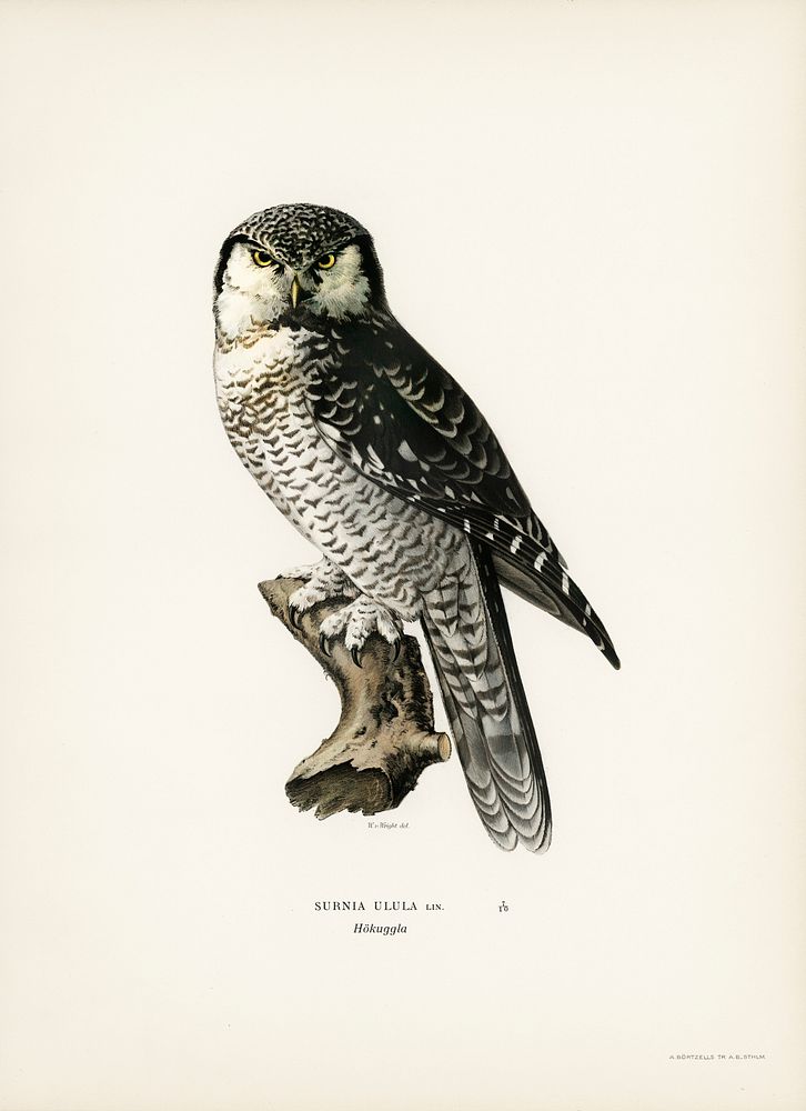 Northern hawk-owl (SURNIA ULULA) illustrated by the von Wright brothers. Digitally enhanced from our own 1929 folio version…