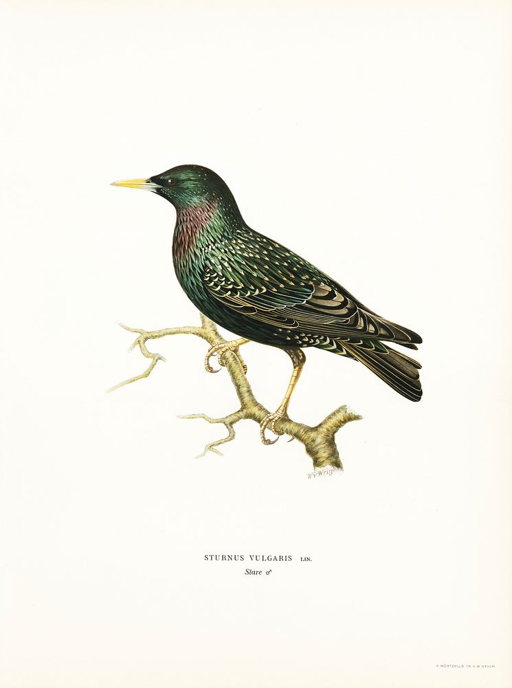 European Starling (Sturnus vulgaris) illustrated by the von Wright brothers. Digitally enhanced from our own 1929 folio…