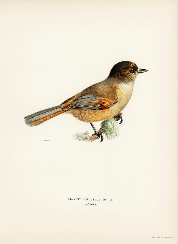 Siberian Jay (Perisoreus infaustus) illustrated by the von Wright brothers. Digitally enhanced from our own 1929 folio…