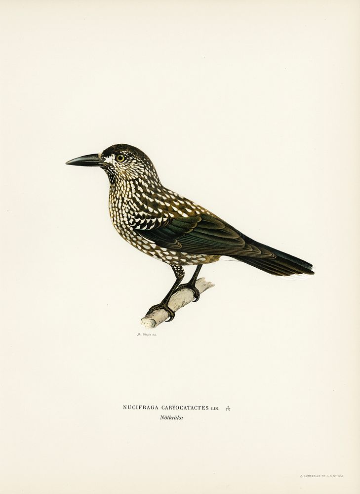 Spotted Nutcracker (Nucifraga caryocatactes) illustrated by the von Wright brothers. Digitally enhanced from our own 1929…