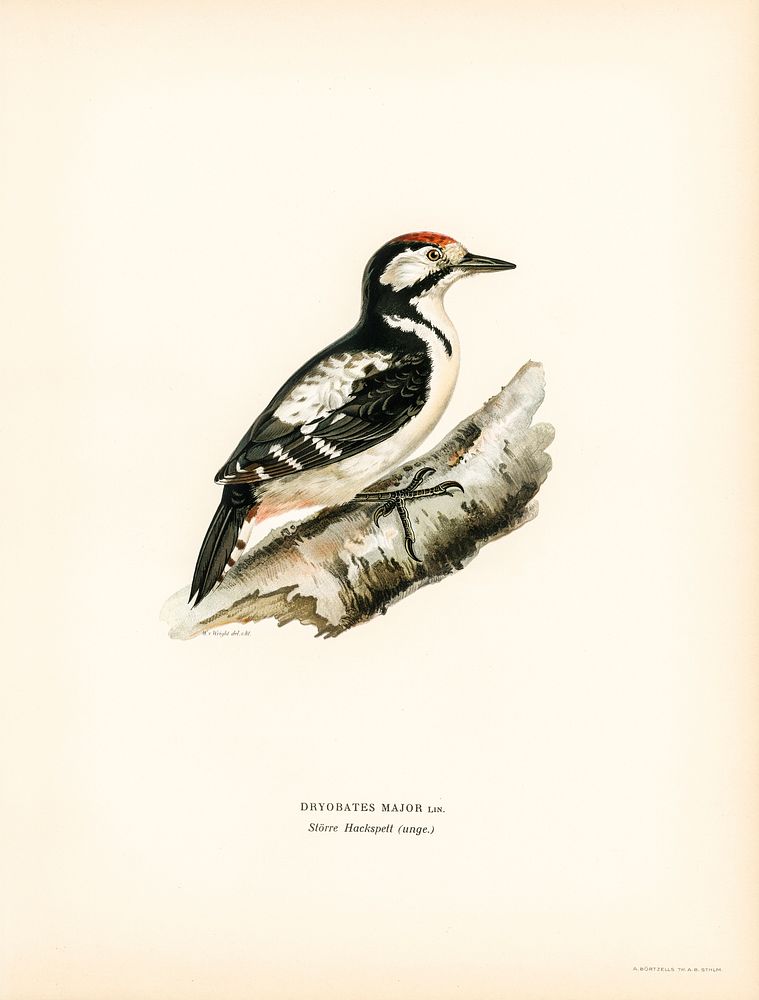 Great spotted woodpecker (Dendrocopos major) illustrated by the von Wright brothers. Digitally enhanced from our own 1929…