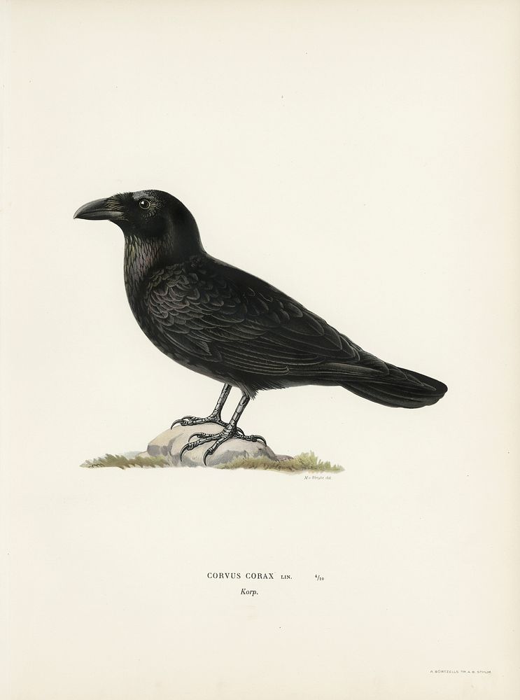 Common raven (Corvus corax) illustrated by the von Wright brothers. Digitally enhanced from our own 1929 folio version of…