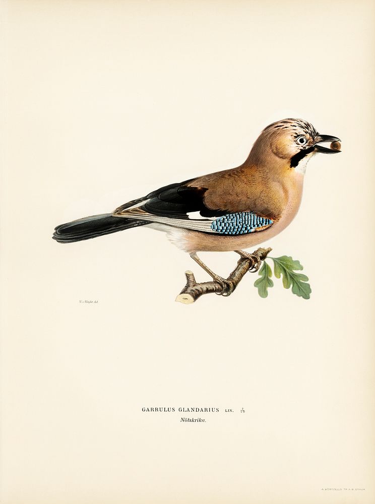 Eurasian jay (Garrulus glandarius) illustrated by the von Wright brothers. Digitally enhanced from our own 1929 folio…