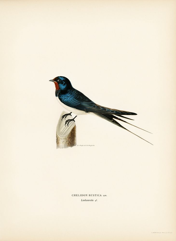 Barn Swallow male (Chelidon rustica) illustrated by the von Wright brothers. Digitally enhanced from our own 1929 folio…