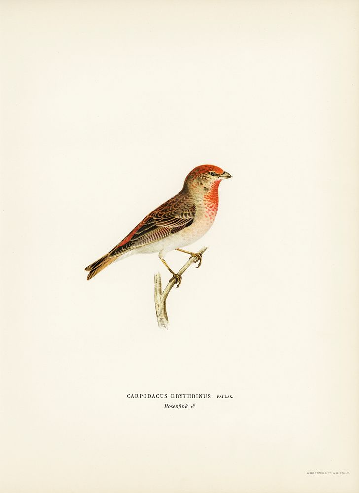 Common rosefinch male (Carpodacus erythrinus) illustrated by the von Wright brothers. Digitally enhanced from our own 1929…